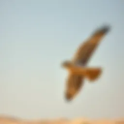 Majestic falcon soaring in the desert sky